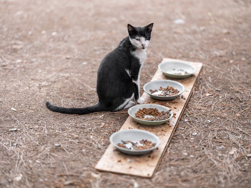 Katzenfutter Test