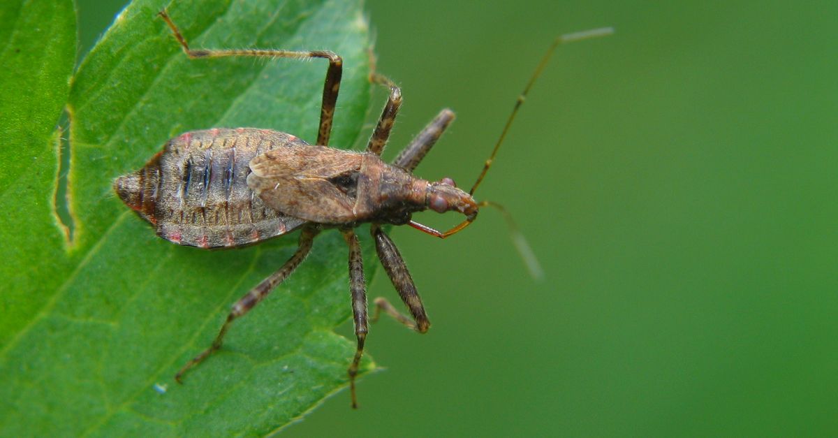 Tree Bug Tree Damsel Bug on Leaf · Free Stock Photo