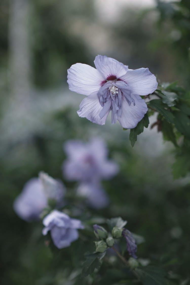 Close-up Of Chinese Hibiscus