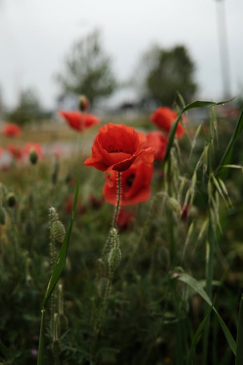 Foto d'estoc gratuïta de camp de cereals, creixement, flor vermella