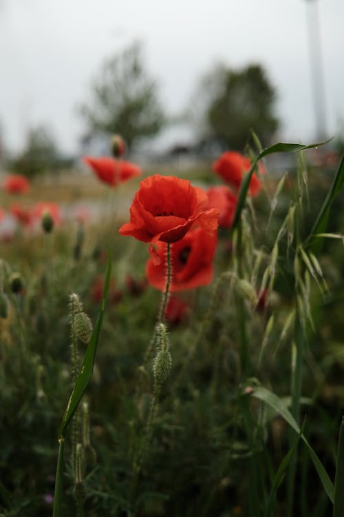 Red Poppy Flower on Hayfield