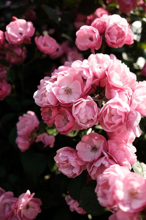 Free Vibrant pink roses captured in outdoor garden, showcasing natural beauty and elegance. Stock Photo
