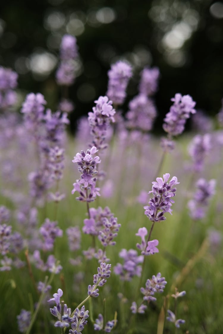 Lavender Flowers In Garden