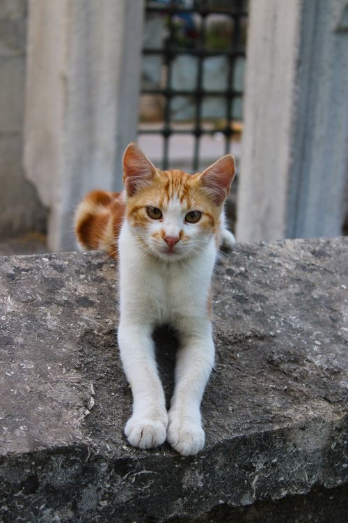 Free A cute orange and white cat lounging on a stone wall, showcasing its fluffy fur. Stock Photo