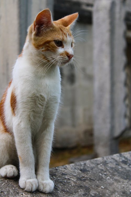 A White and Orange Cat Sitting Outside