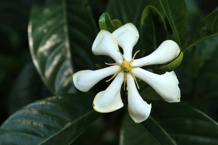 Blooming Fraser Magnolia 