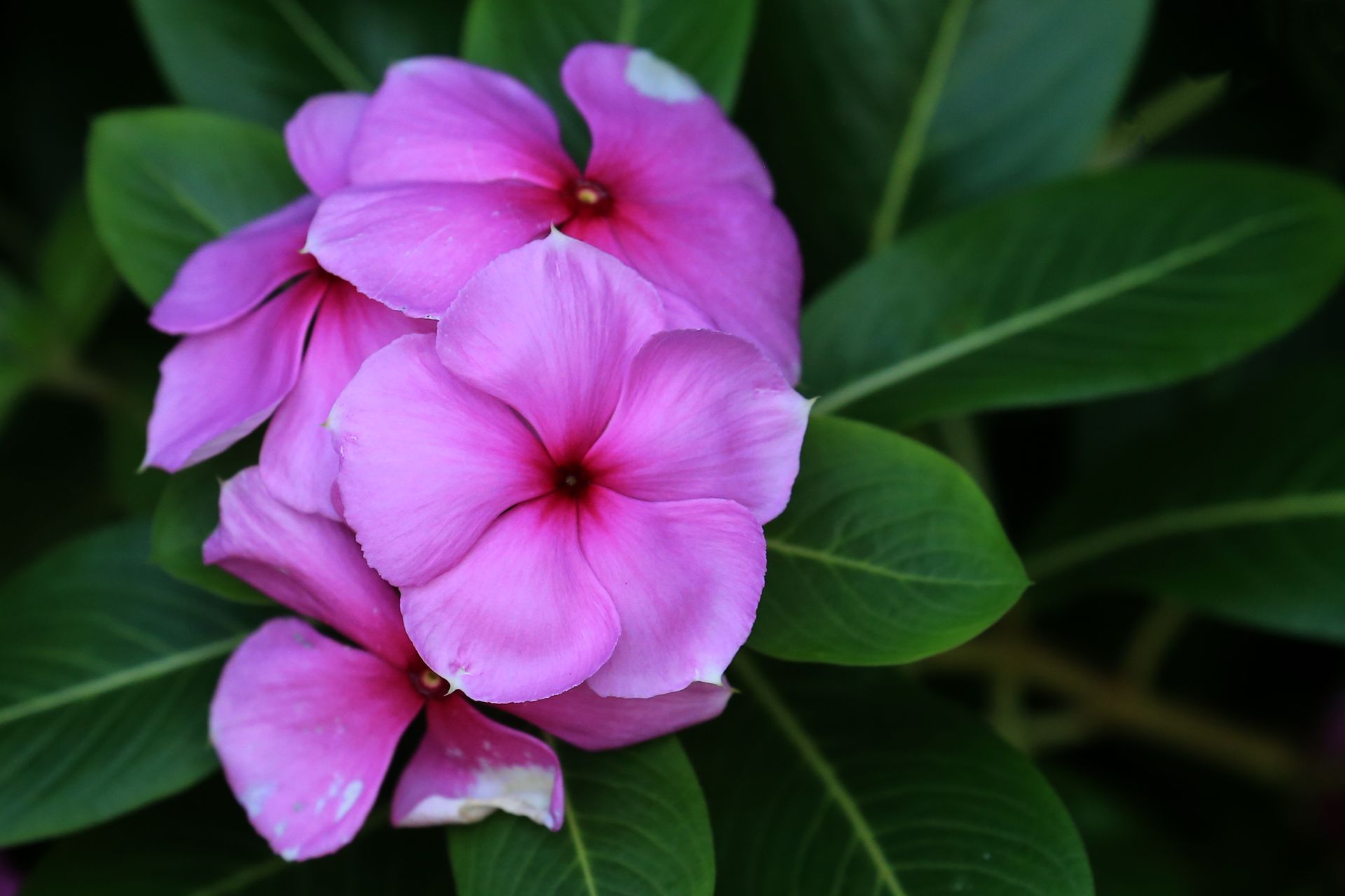 Beautiful close-up of vibrant pink vinca flowers with lush green leaves, ideal for nature themes.