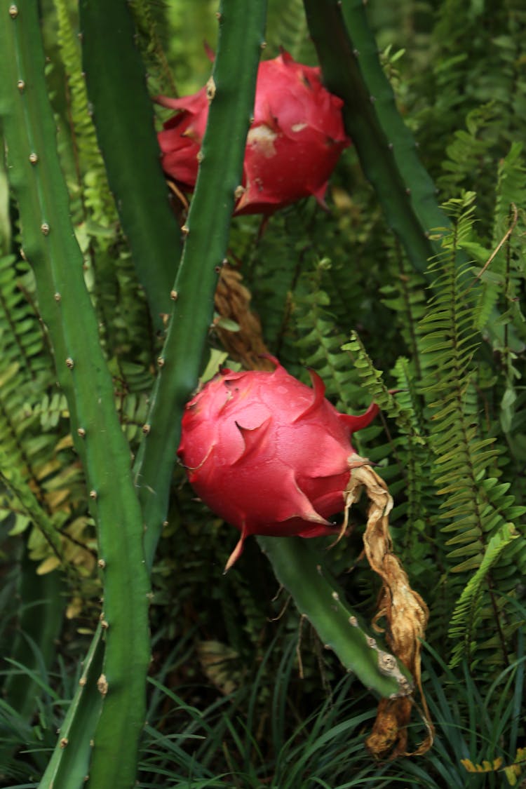 Growing Pitaya Fruit 