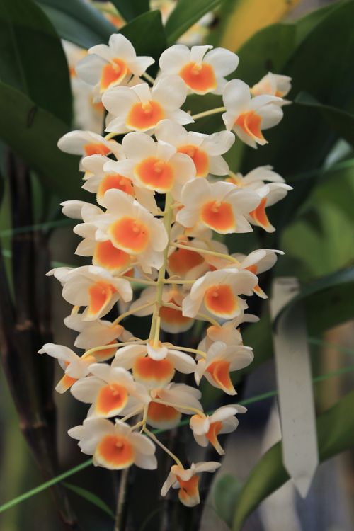 Close-up of Dendrobium thyrsiflorum · Free Stock Photo