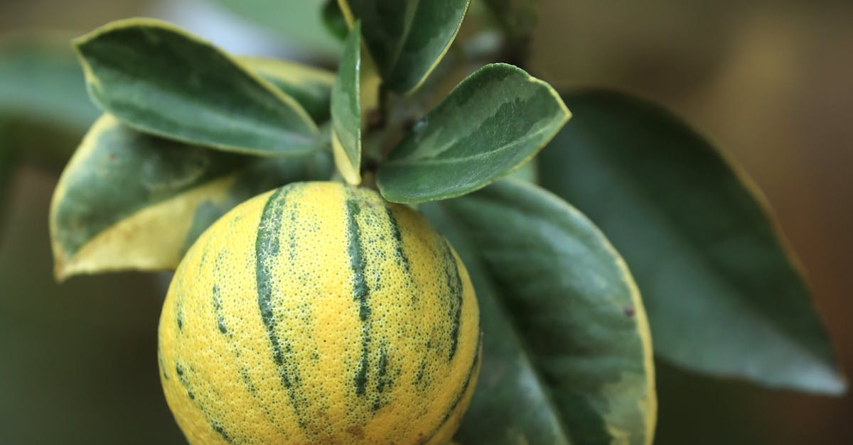 Close-up of a Variegated Lemon · Free Stock Photo