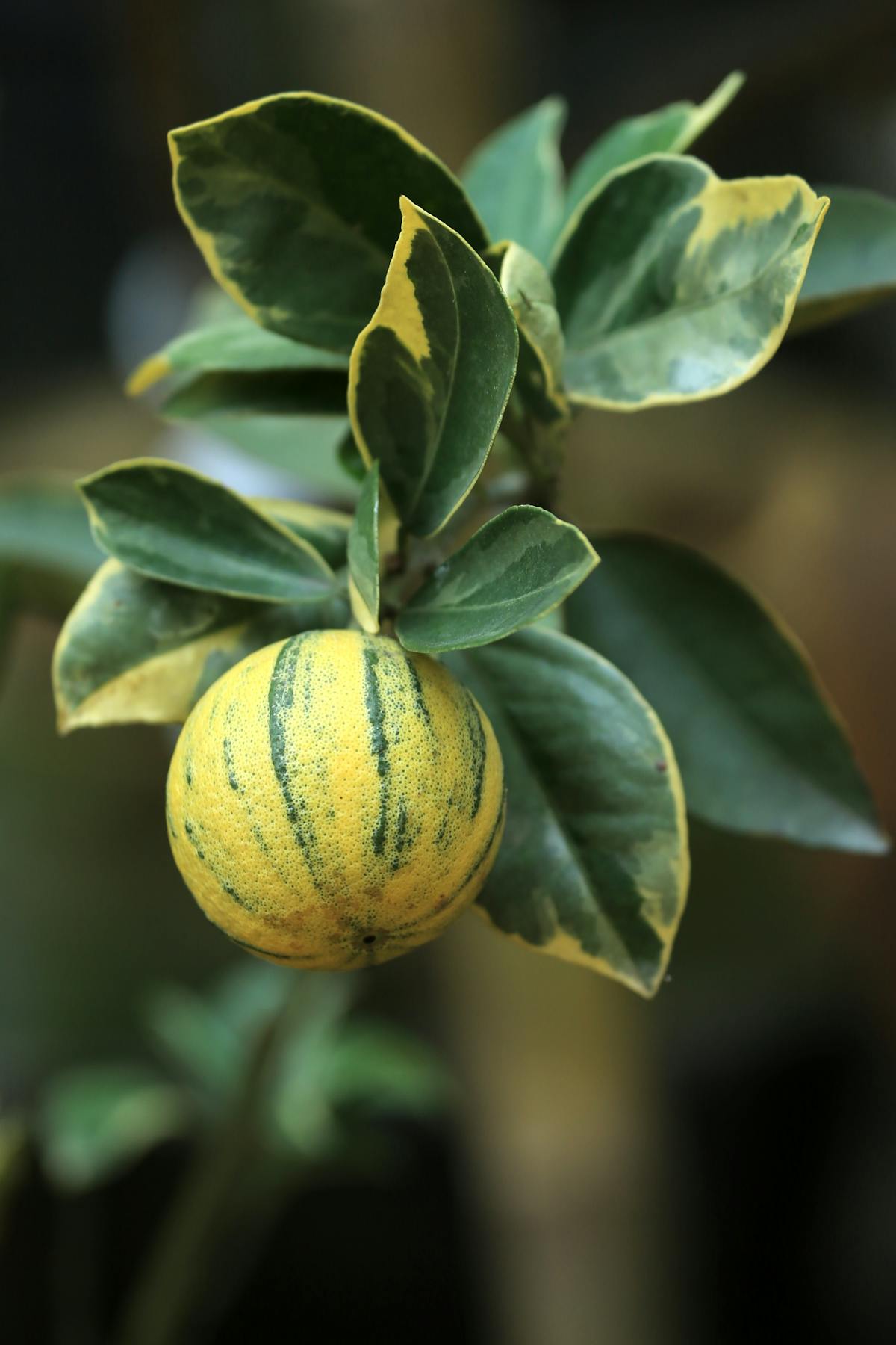 Variegated Lemon Photos, Download The BEST Free Variegated Lemon Stock ...