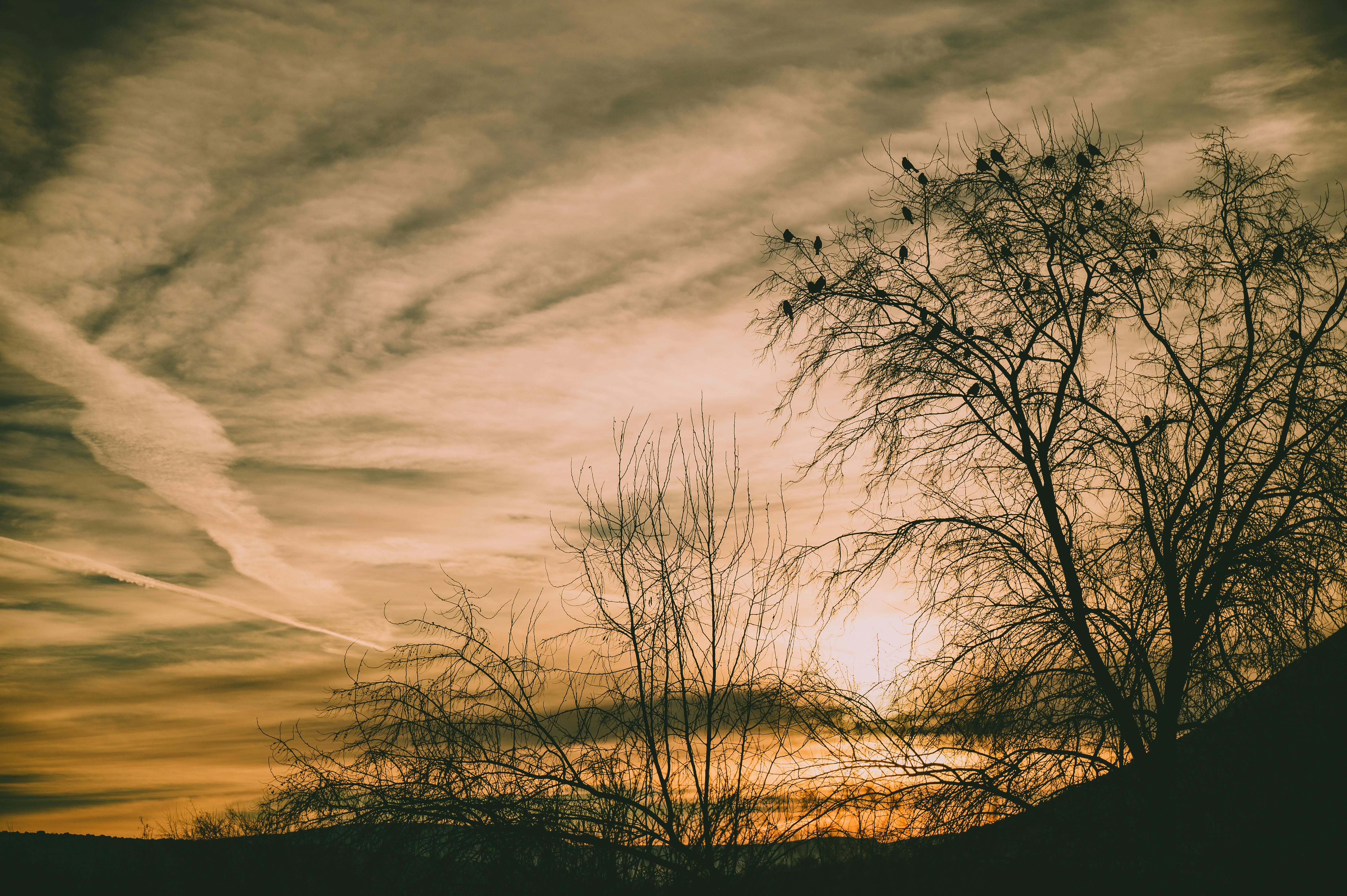 日落时分，树木的轮廓与鸟类的宁静画面，营造出戏剧性而又宁静的氛围