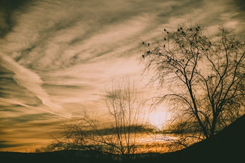 Fotografi Time Lapse Pohon Di Bawah Golden Hour