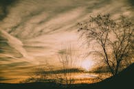 日落时分，树木的轮廓与鸟类的宁静画面，营造出戏剧性而又宁静的氛围