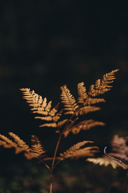 Golden brown fern leaves captured up close, highlighting autumn's essence in a forest setting.