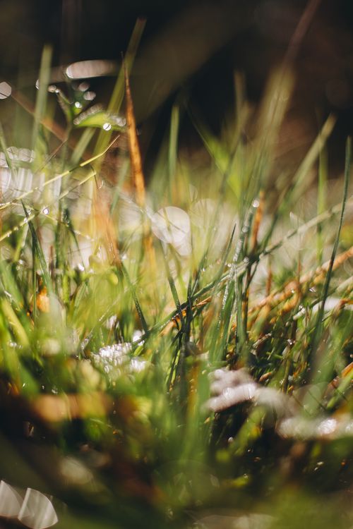 Free Macro shot of dew-covered grass blades in a sunny field, evoking a fresh summer morning. Stock Photo