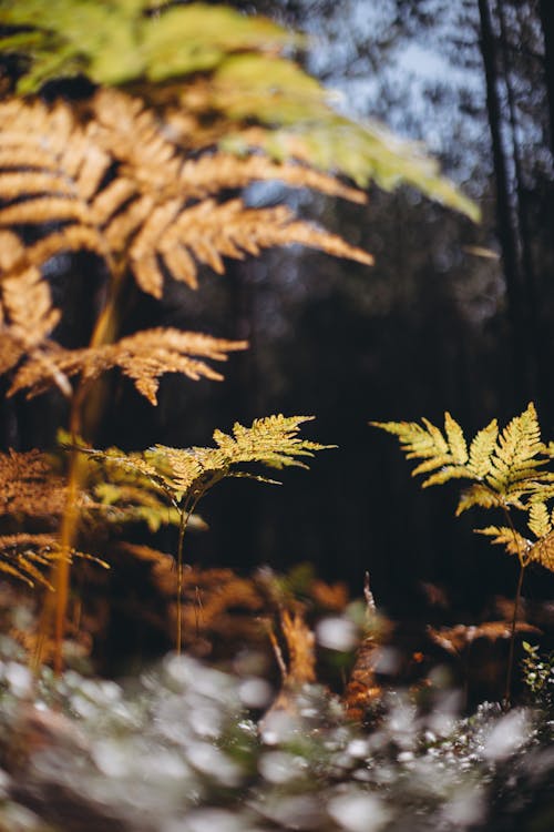 Close-up of Fern Leaves in Autumnal Colors