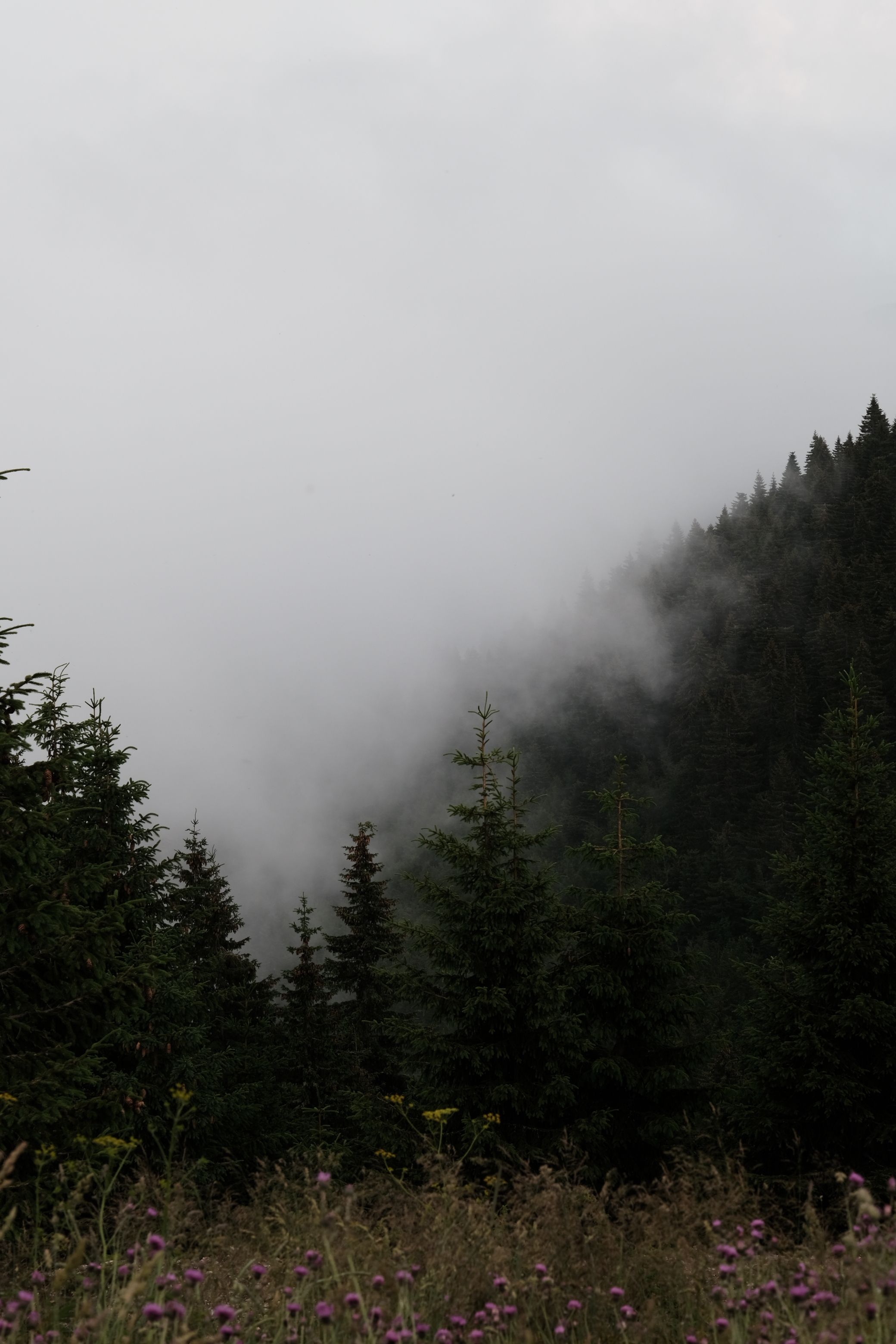 A photo of a forest with fog and trees · Free Stock Photo