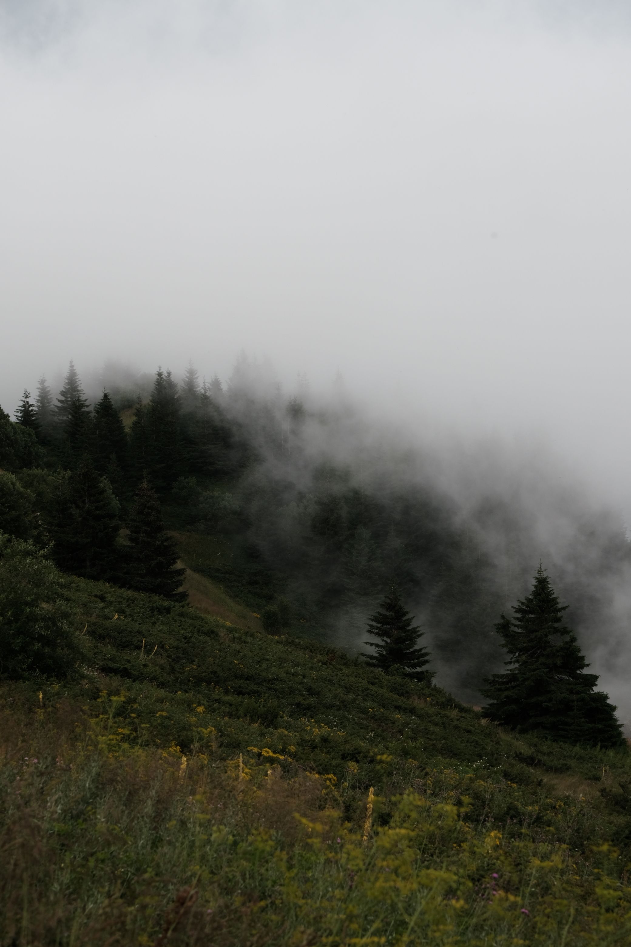 A foggy mountain with trees and a hillside · Free Stock Photo