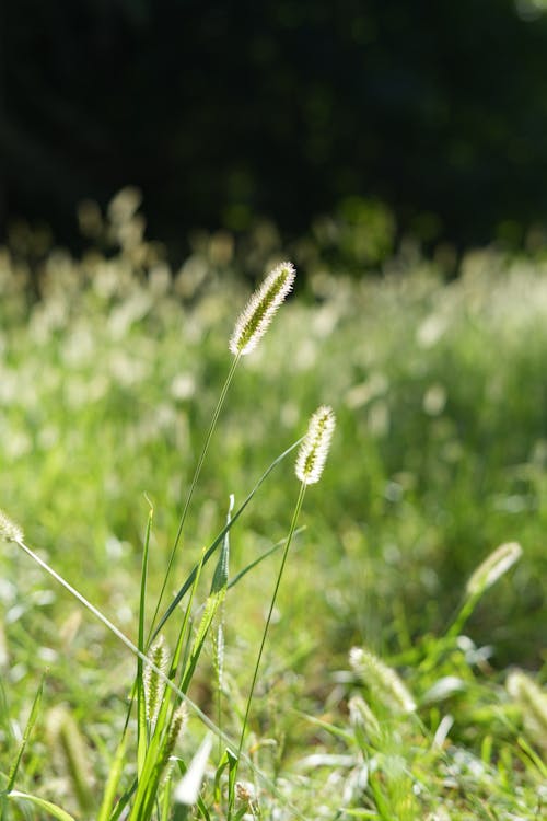 Imagine de stoc gratuită din a închide, câmp, coada vulpei verde