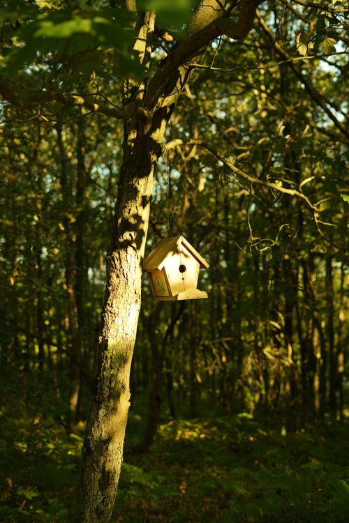 Free A cozy wooden birdhouse suspended from a tree in a sunlit forest setting. Stock Photo