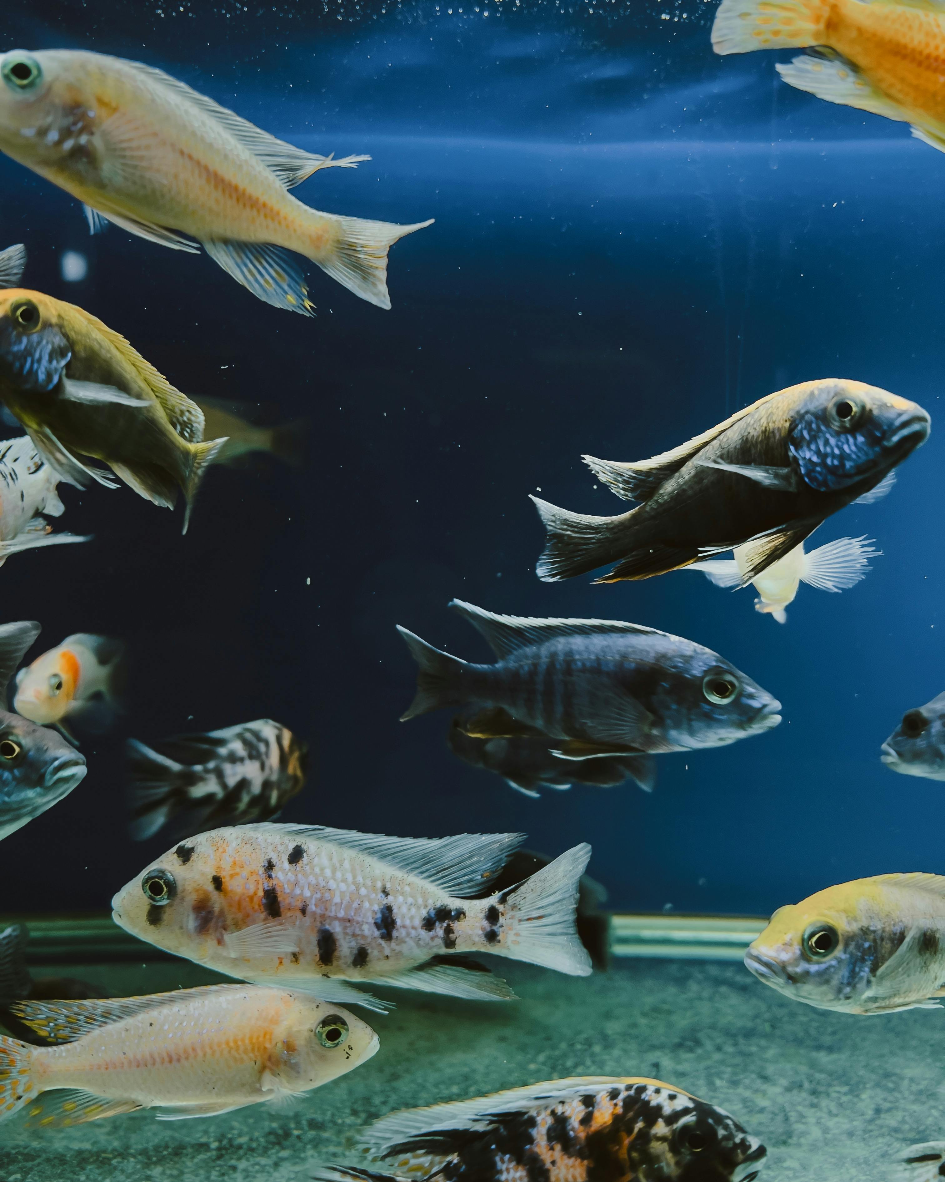 A vibrant assortment of exotic aquarium fish swimming gracefully in a tank.