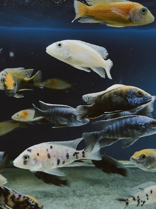 Fotos de stock gratuitas de acuario, bajo el agua, decorativo