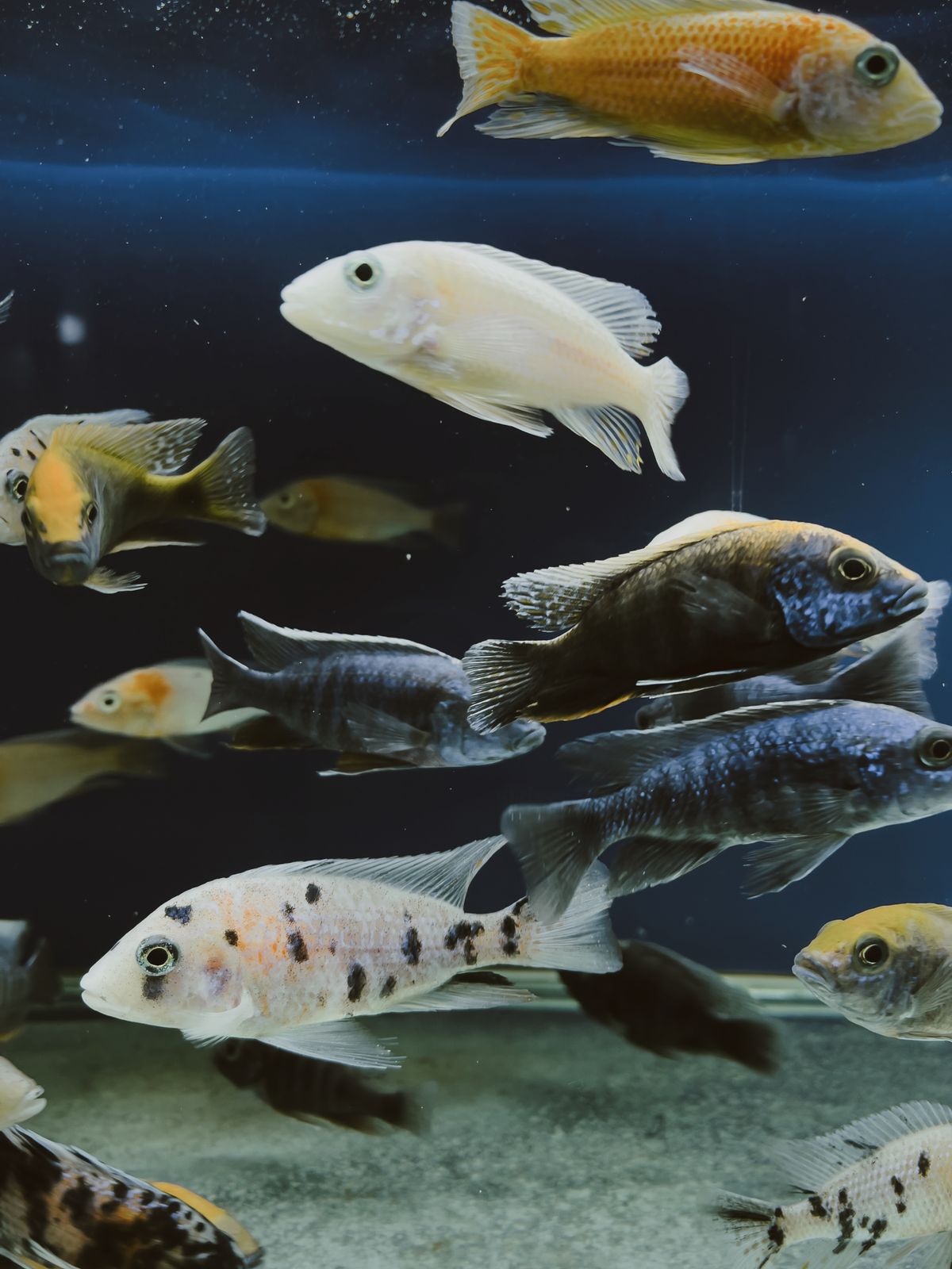 Colourful fish in a clear home aquarium