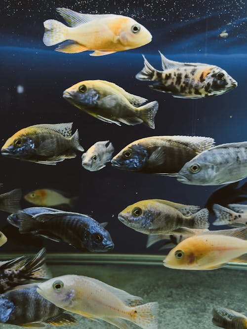 Fotos de stock gratuitas de abundancia, acuario, bajo el agua