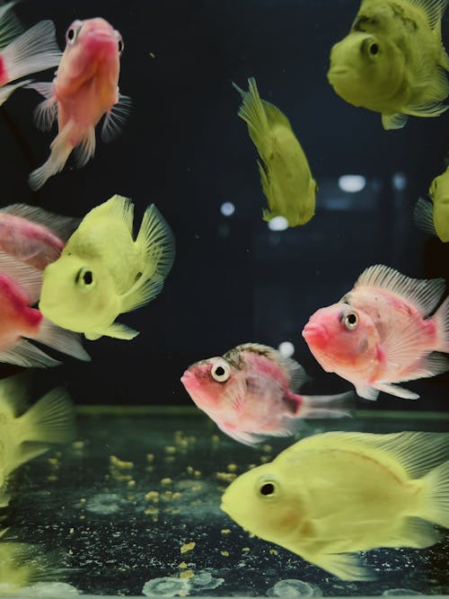 Decorative Exotic Fish Swimming in Aquarium
