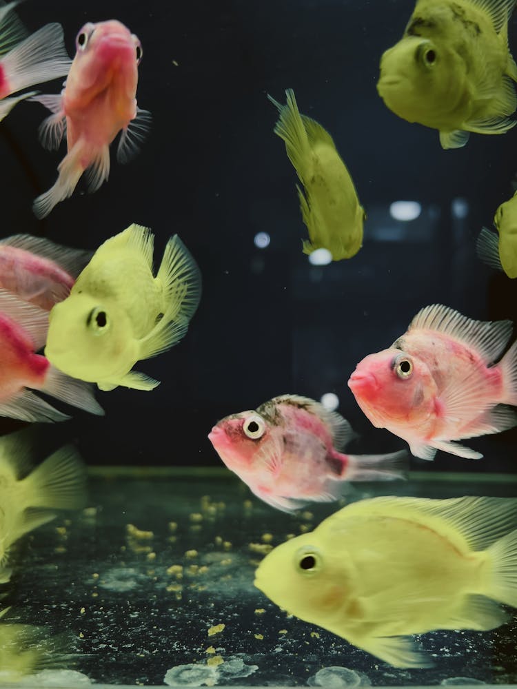 Decorative Exotic Fish Swimming In Aquarium