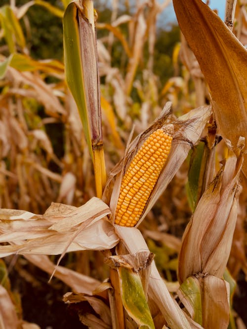 Corn Growing in Field