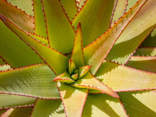 Close-up of Aloe Plant
