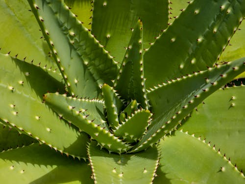 Ilmainen kuvapankkikuva tunnisteilla agaave, botaniikka, kaktus