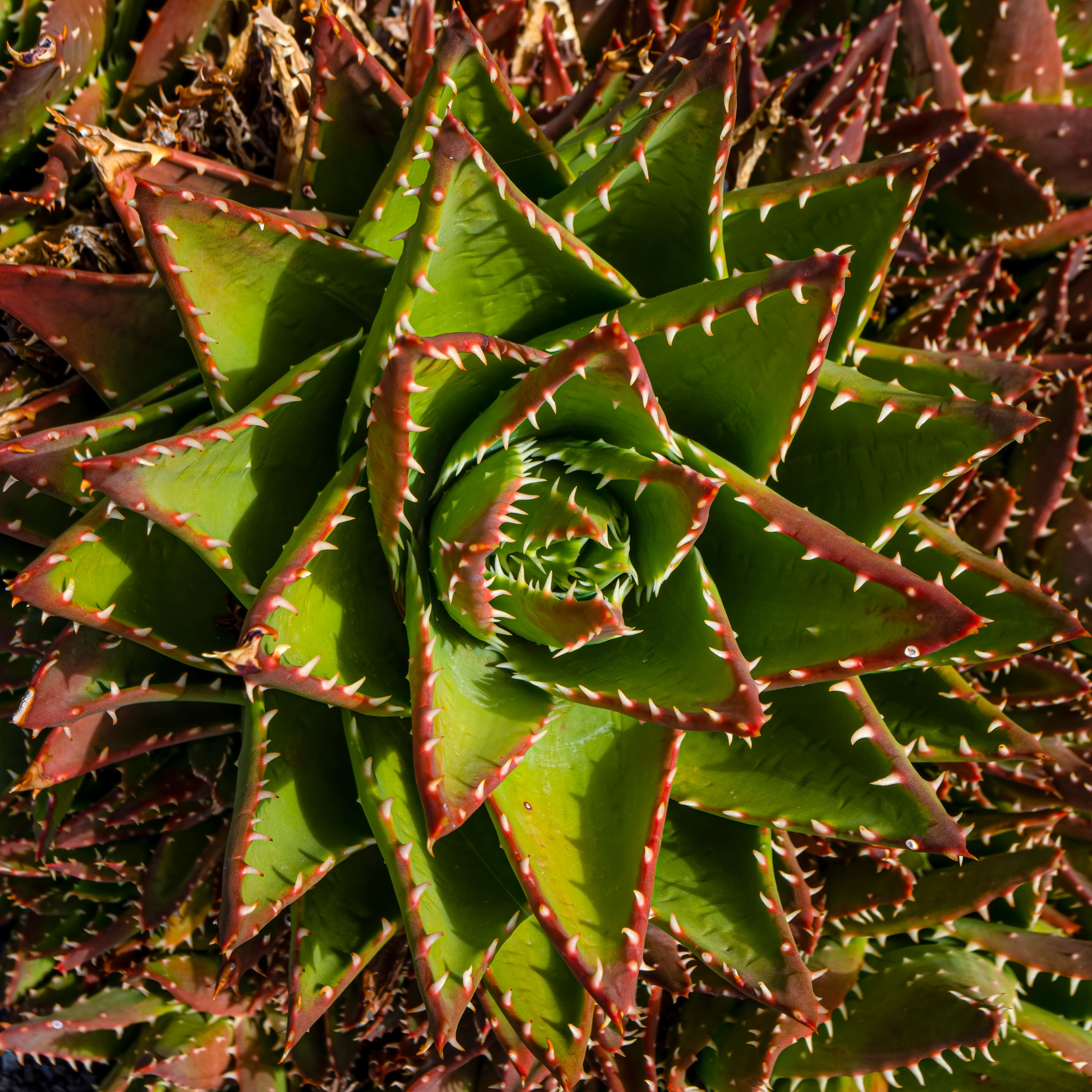 Decorative Spiky Succulent  Free Stock Photo