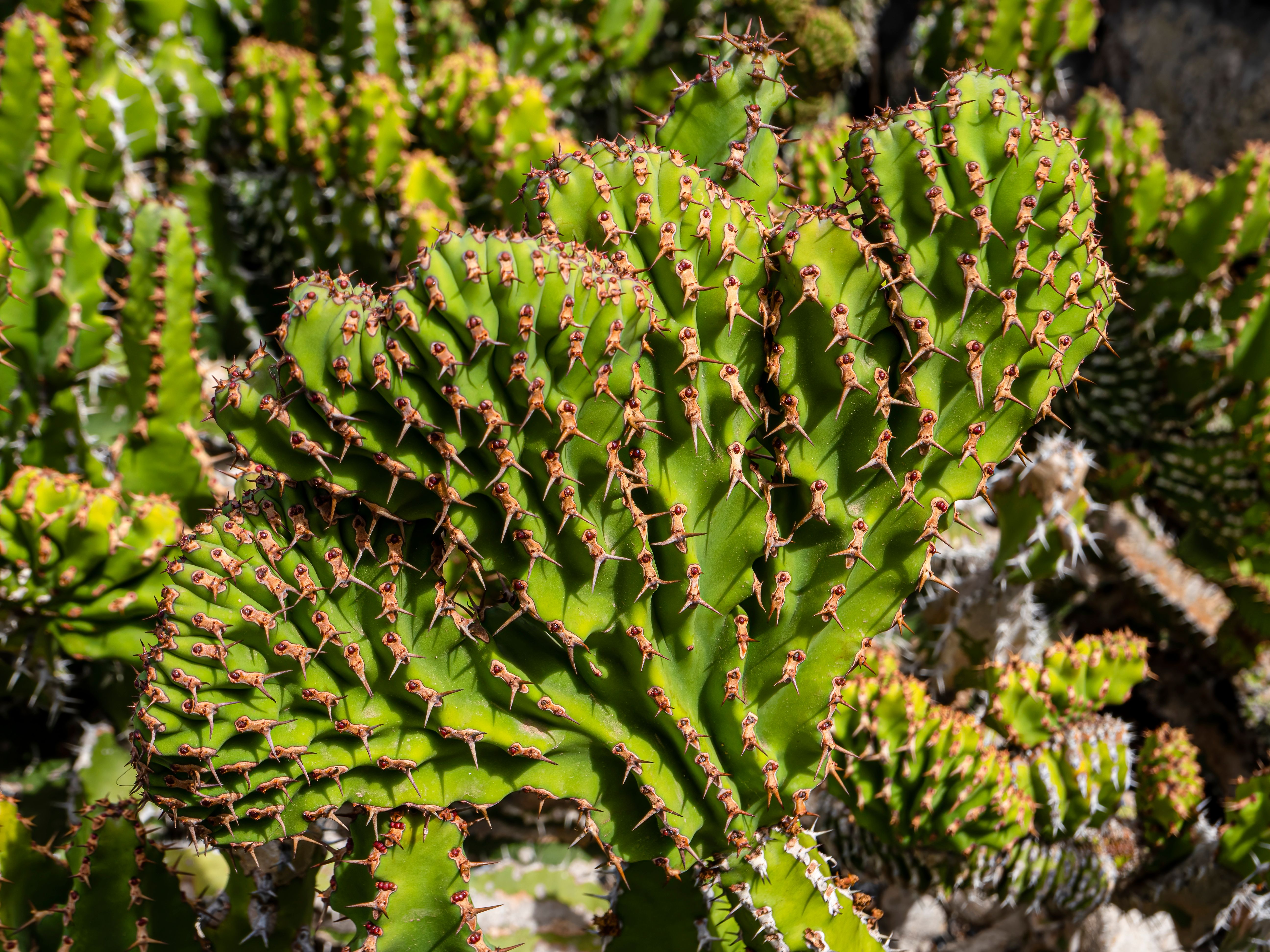 Abundance of Prickly Cacti · Free Stock Photo