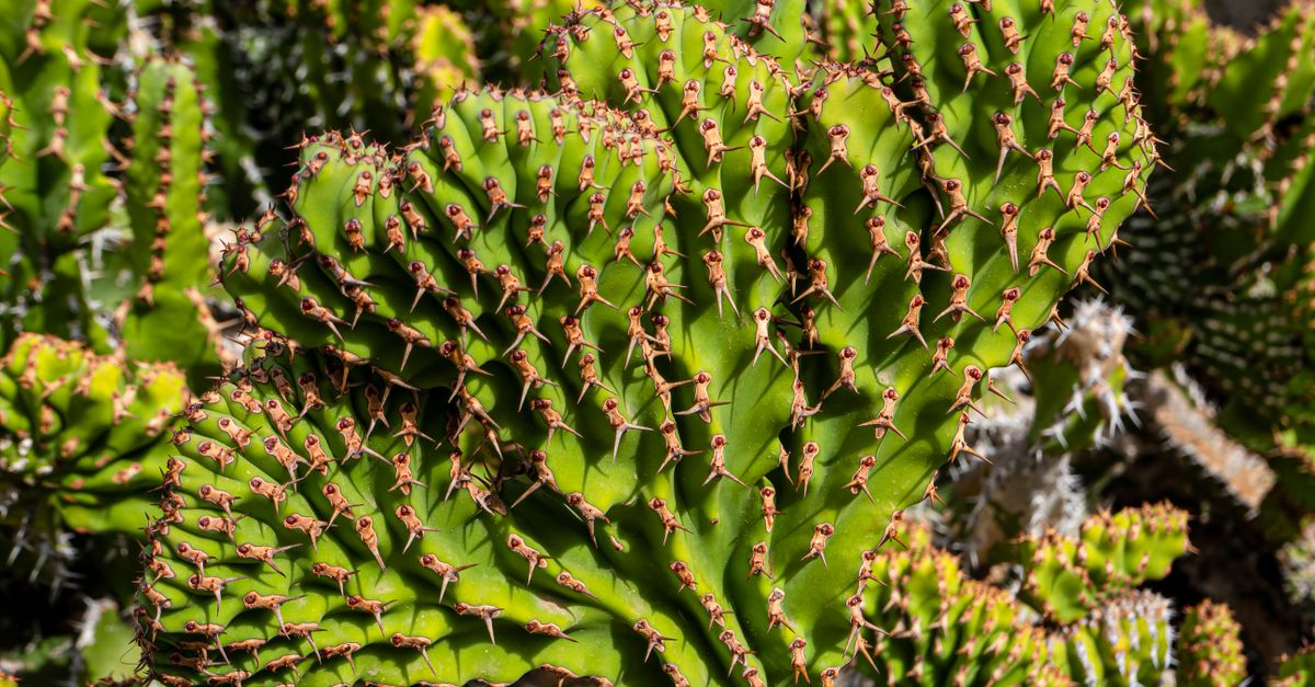 Cactly Abundance of Prickly Cacti · Free Stock Photo