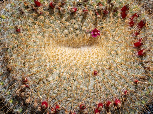 Foto d'estoc gratuïta de amb punxes, cactus, columnes vertebrals