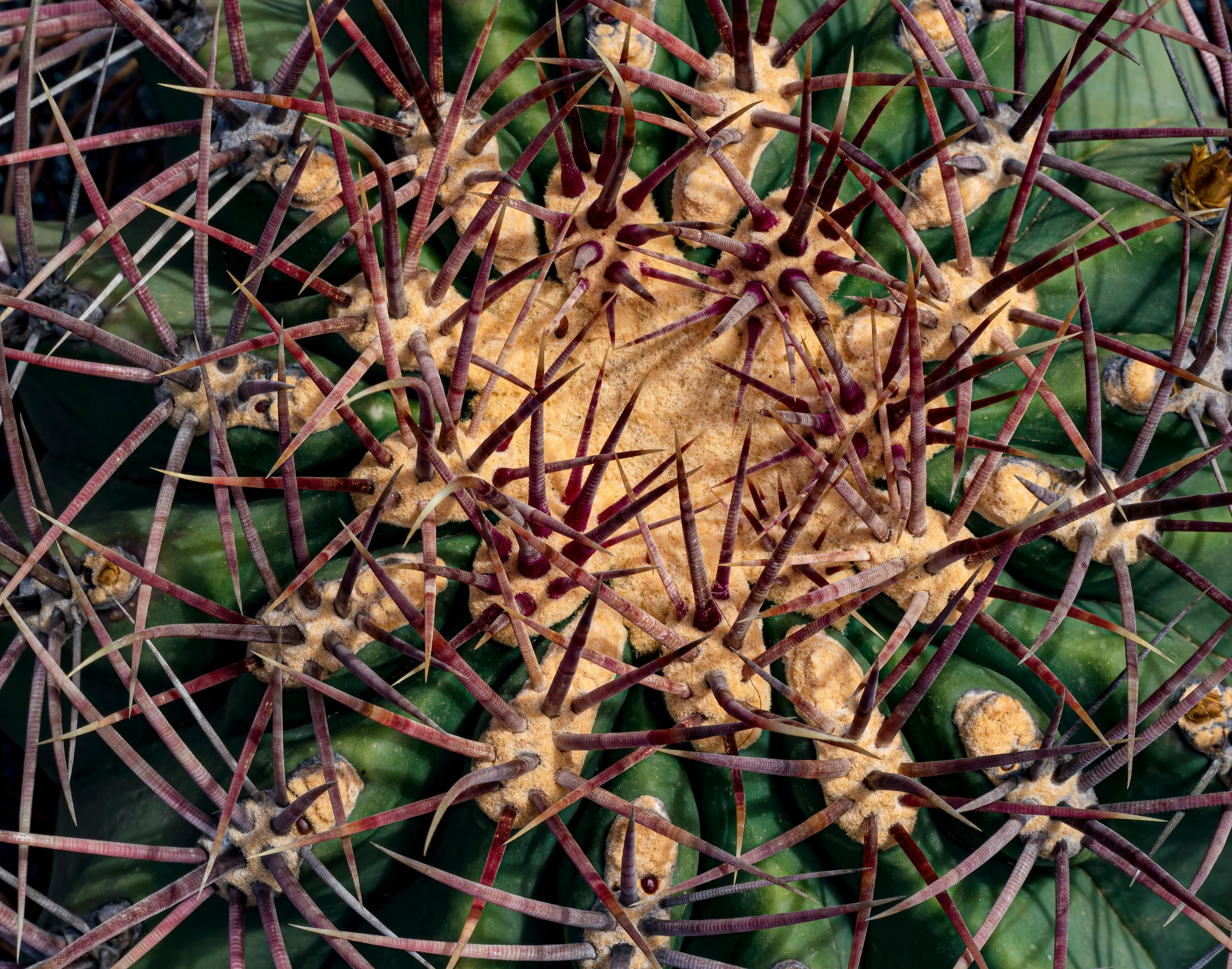 Detailed view of a cactus showcasing its intricate spines and textured surface.