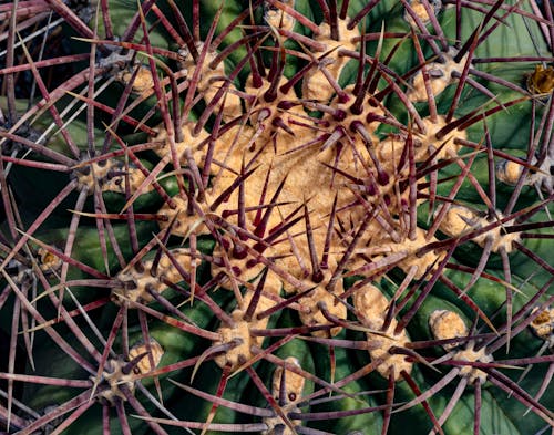 Základová fotografie zdarma na téma kaktus, ostny, rostlina