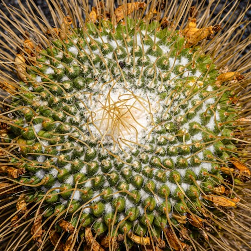 Cactus with Abundance of Spikes