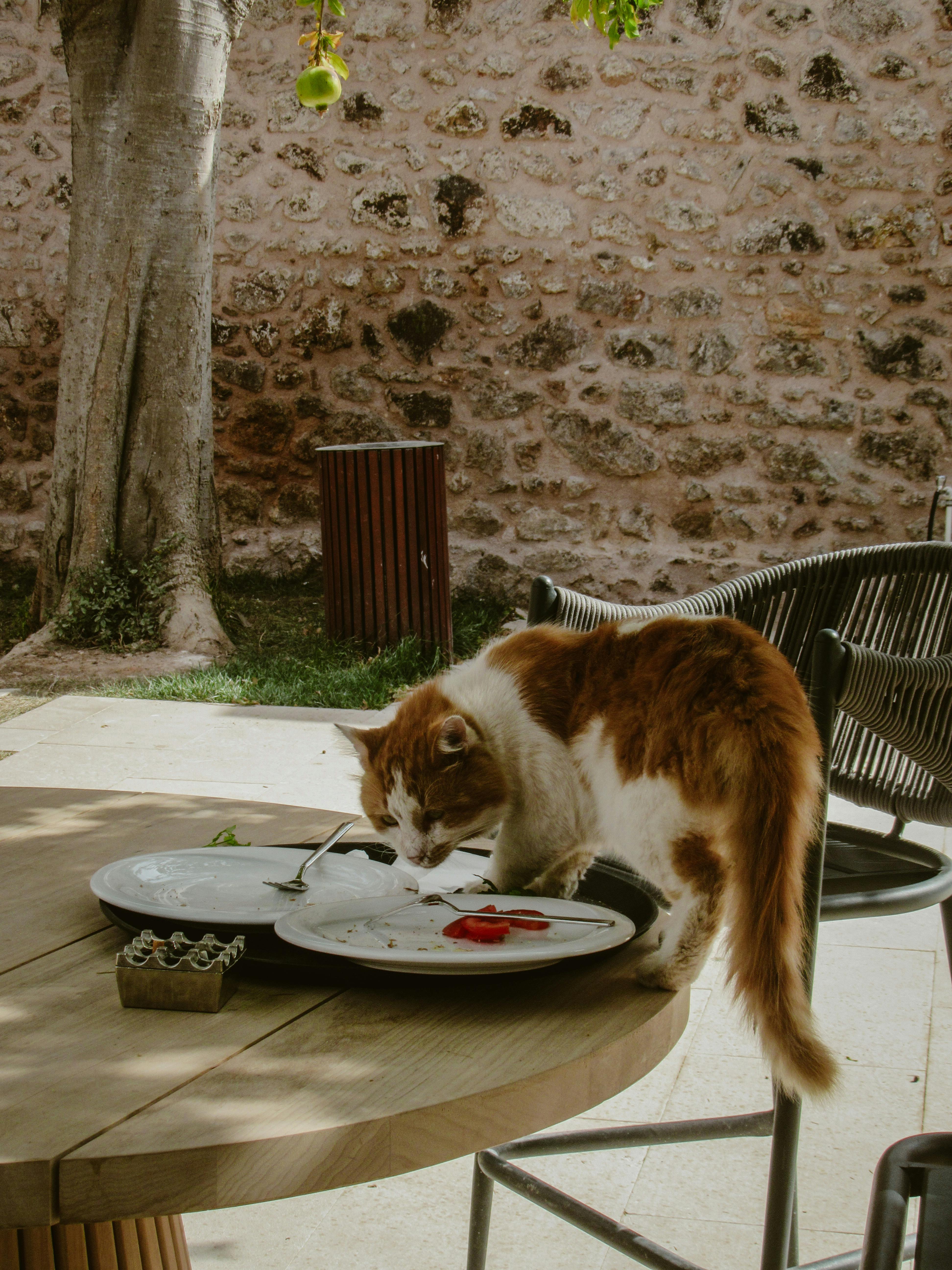 little cat eating from a plate in a restaurant