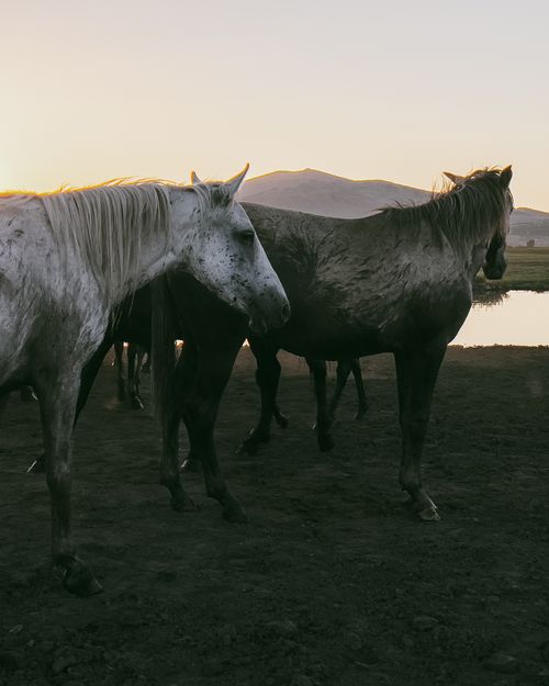 Free Two horses with flowing manes in a serene pasture at sunrise in Hacılar, Kayseri. Stock Photo