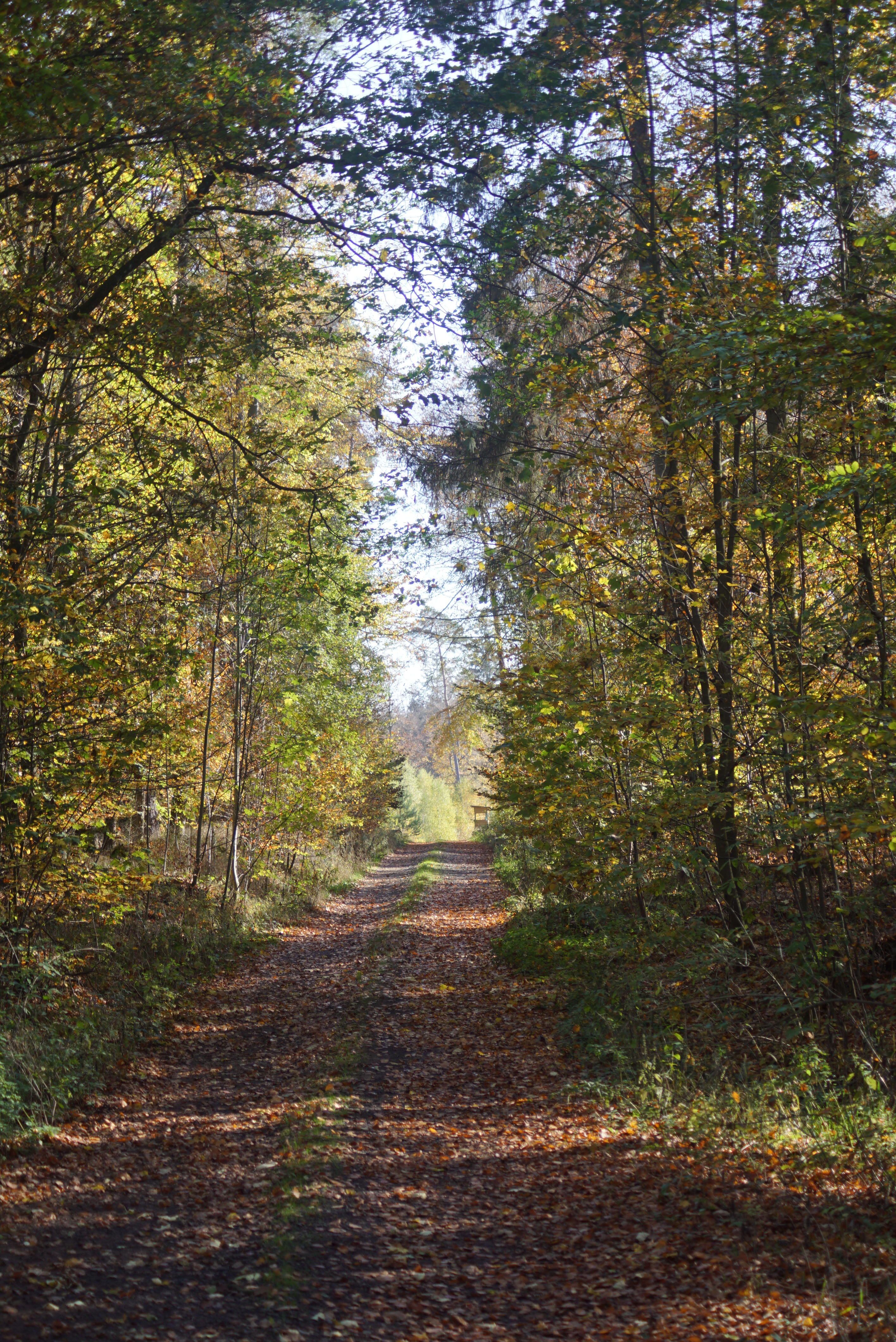 Footpath with Fallen Leaves in a Forest · Free Stock Photo