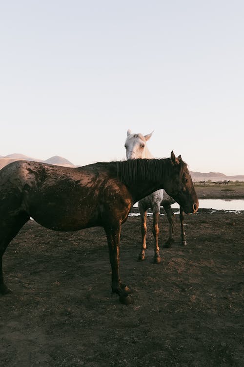 Δωρεάν στοκ φωτογραφιών με αγροτικός, άλογα, βοσκοτόπι