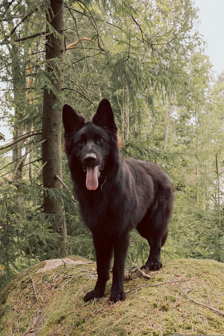 Black Dog In A Forest