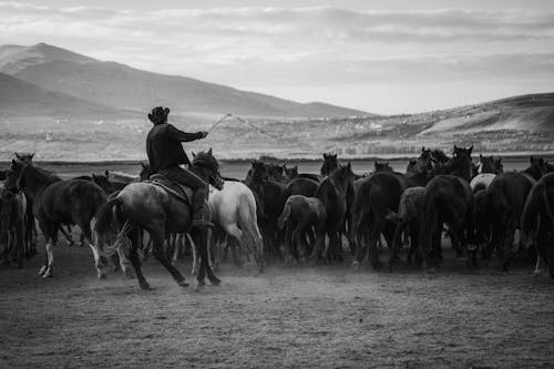 Black and White Photo of Man Herding Horses