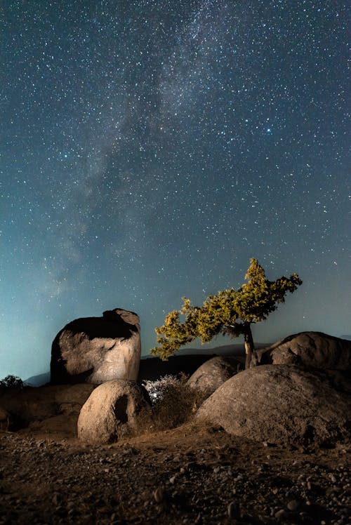 Tree among Rocks Growing under Starry Sky
