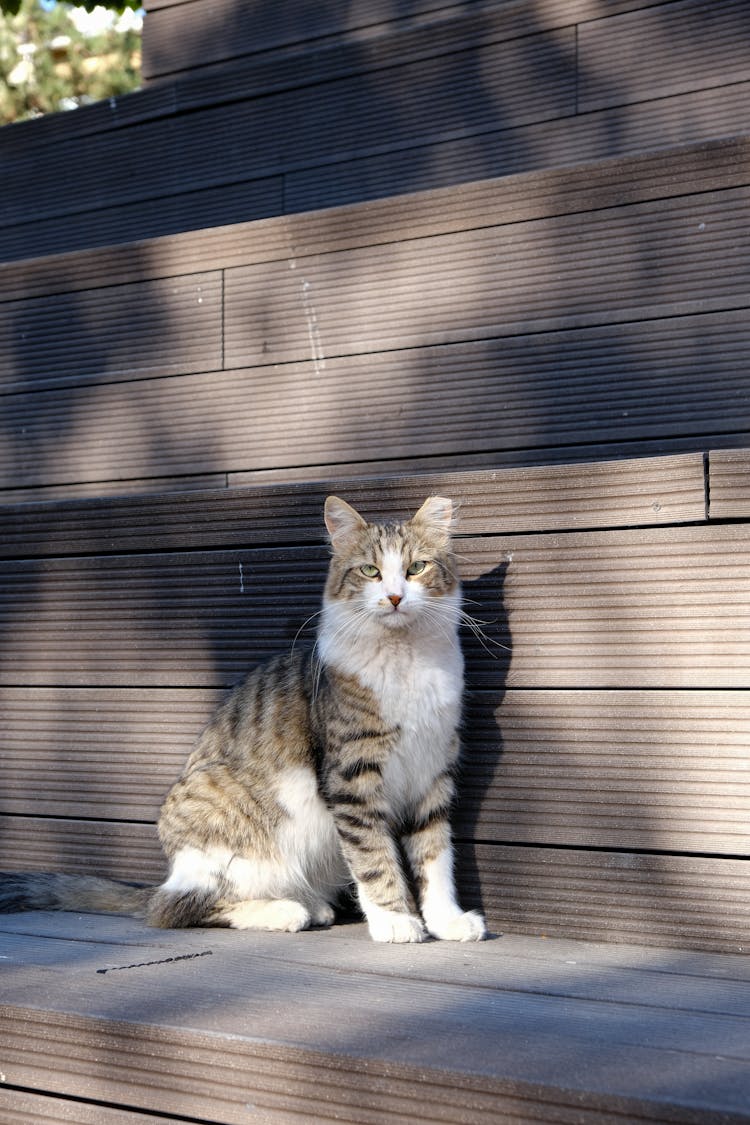 Tabby Cat Sitting On Wooden Bleachers In Shade