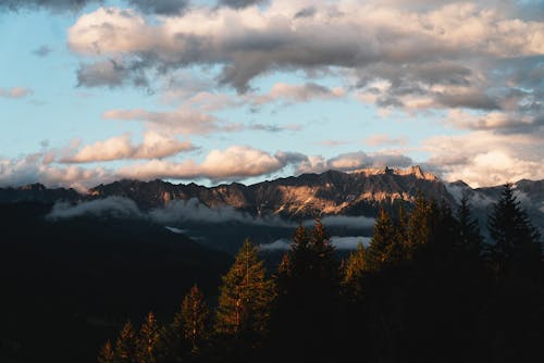 View of Rocky Mountains and Coniferous Trees 